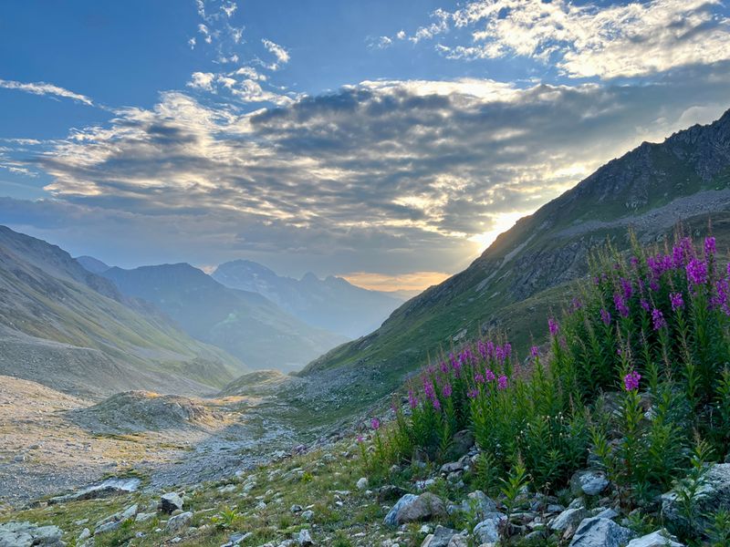 Violette Alpenblumen auf Passhöhe mit Sonnenuntergangstimmung in den Alpen